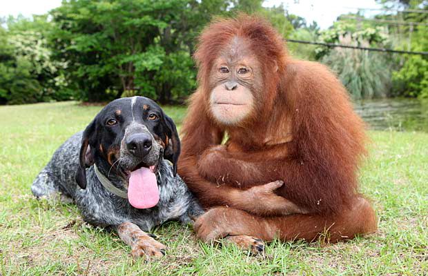 orangutan and dog